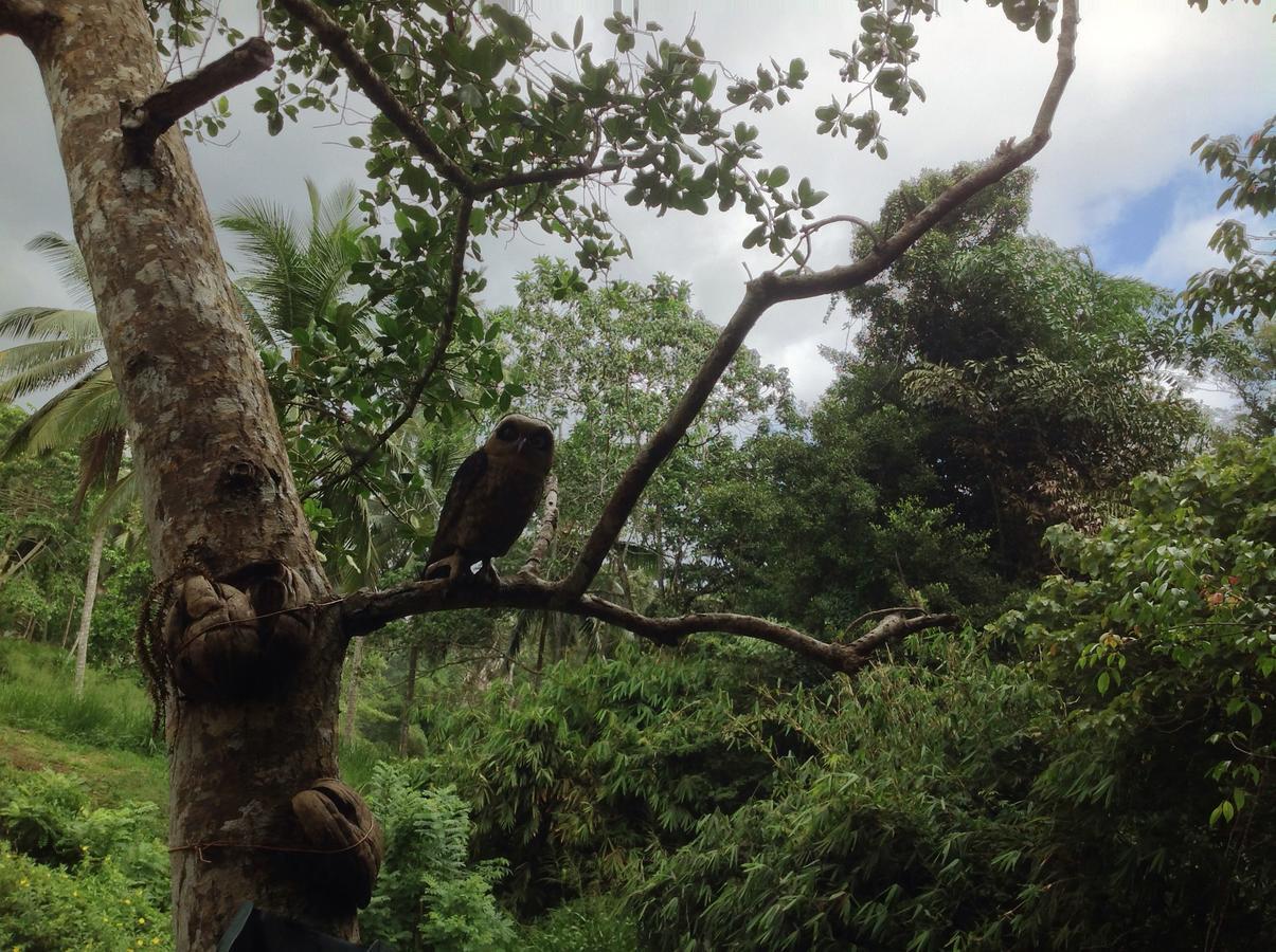 Explore Sinharaja Rain Forest Tour Camp Dombagoda Ngoại thất bức ảnh