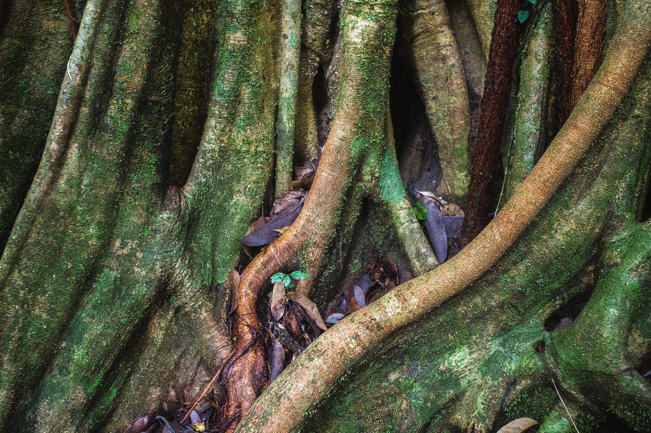 Explore Sinharaja Rain Forest Tour Camp Dombagoda Ngoại thất bức ảnh