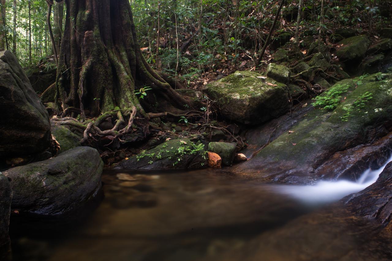 Explore Sinharaja Rain Forest Tour Camp Dombagoda Ngoại thất bức ảnh