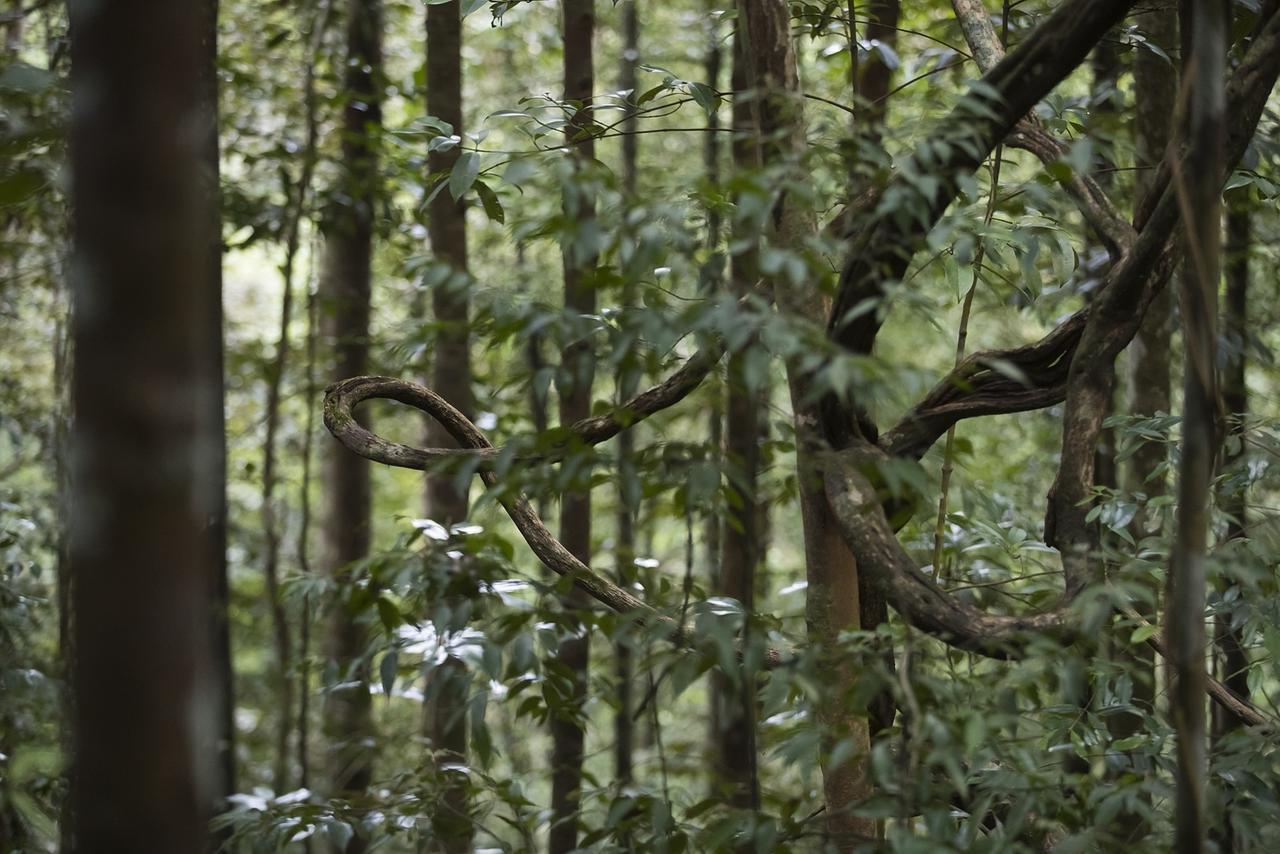 Explore Sinharaja Rain Forest Tour Camp Dombagoda Ngoại thất bức ảnh
