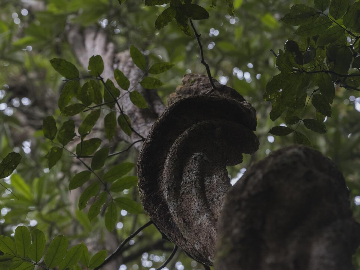 Explore Sinharaja Rain Forest Tour Camp Dombagoda Ngoại thất bức ảnh